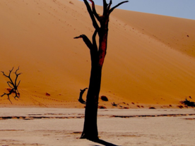 La fin de l'homme